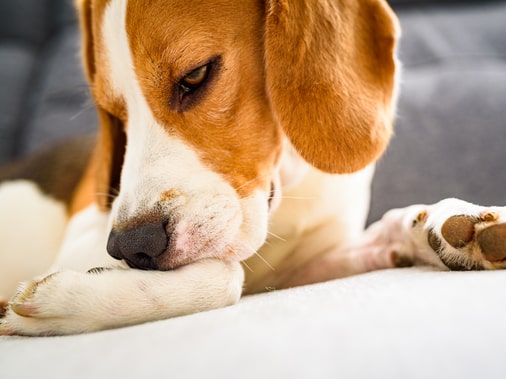 Какие заболевания могут вызывать зуд у собак